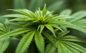 cannabis