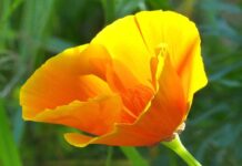 Combattere l’ansia e ritrovare il sonno con l’aiuto del papavero californiano